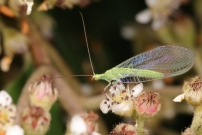Une Chrysope (Neuroptre - Chrysopidae - Chrysoperla sp.)